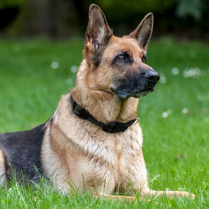 PAERCUTE Dog Collar with Buckle, Breathable Nylon Reflective Adjustable Dog Collars for Small, Medium, Large Dogs