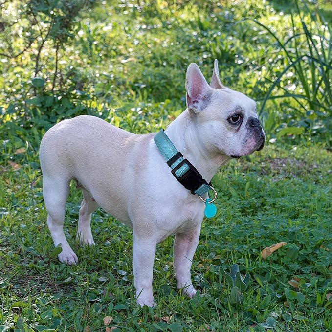 PAERCUTE Reflective Dog Collar Leads Padded with Soft Neoprene Breathable Adjustable Nylon Dog Collars for Small Medium Large Dogs